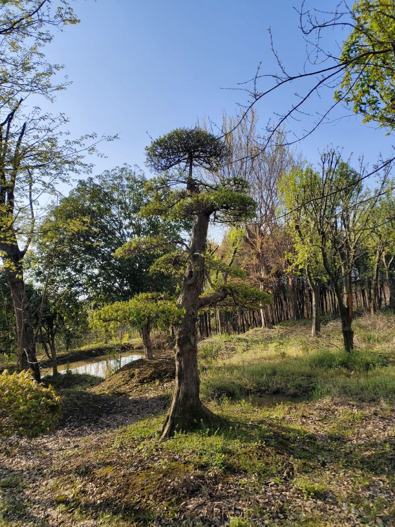 三角枫，三角枫造型(古桩三角枫.丛生三角枫.)