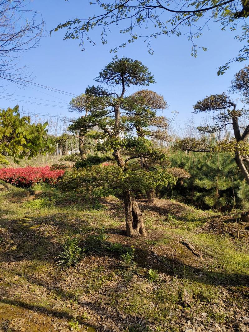三角枫，三角枫造型(古桩三角枫.丛生三角枫.)
