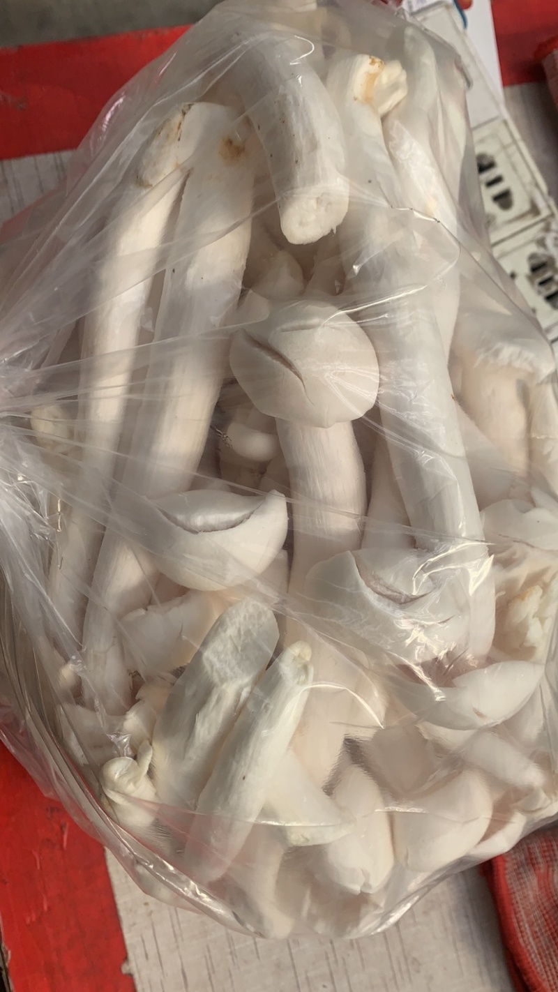 特级杏鲍菇，厂家直发