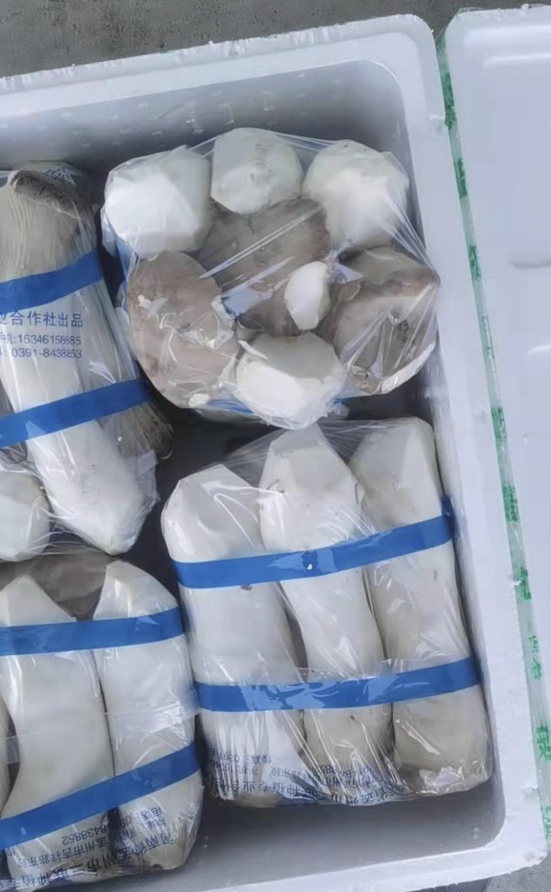 特级杏鲍菇，厂家直发