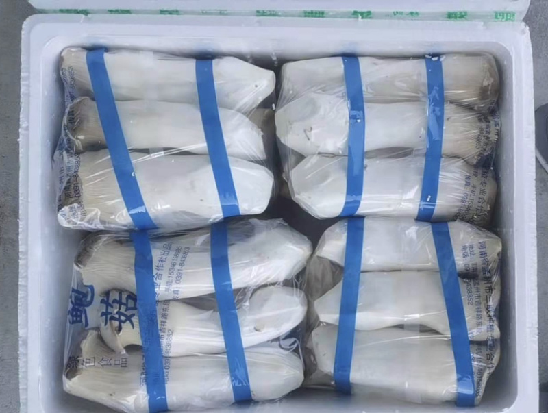 特级杏鲍菇，厂家直发