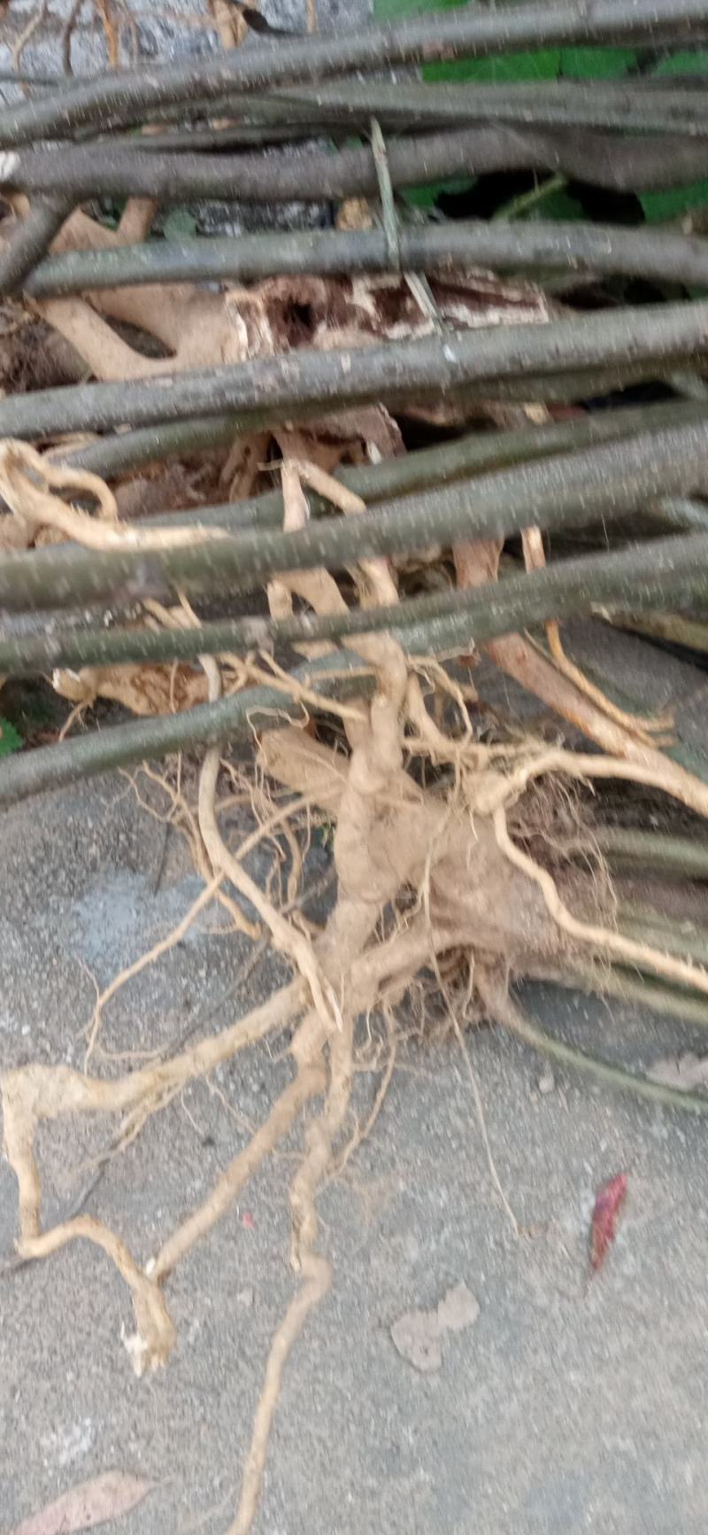 岗梅根鲜货，纯根，下单即挖