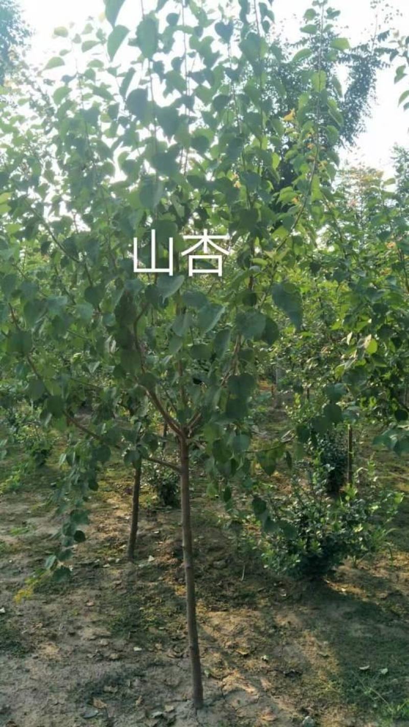 山杏，乔灌木类落叶灌木，绿化工程苗木，营养杯苗地栽苗齐全