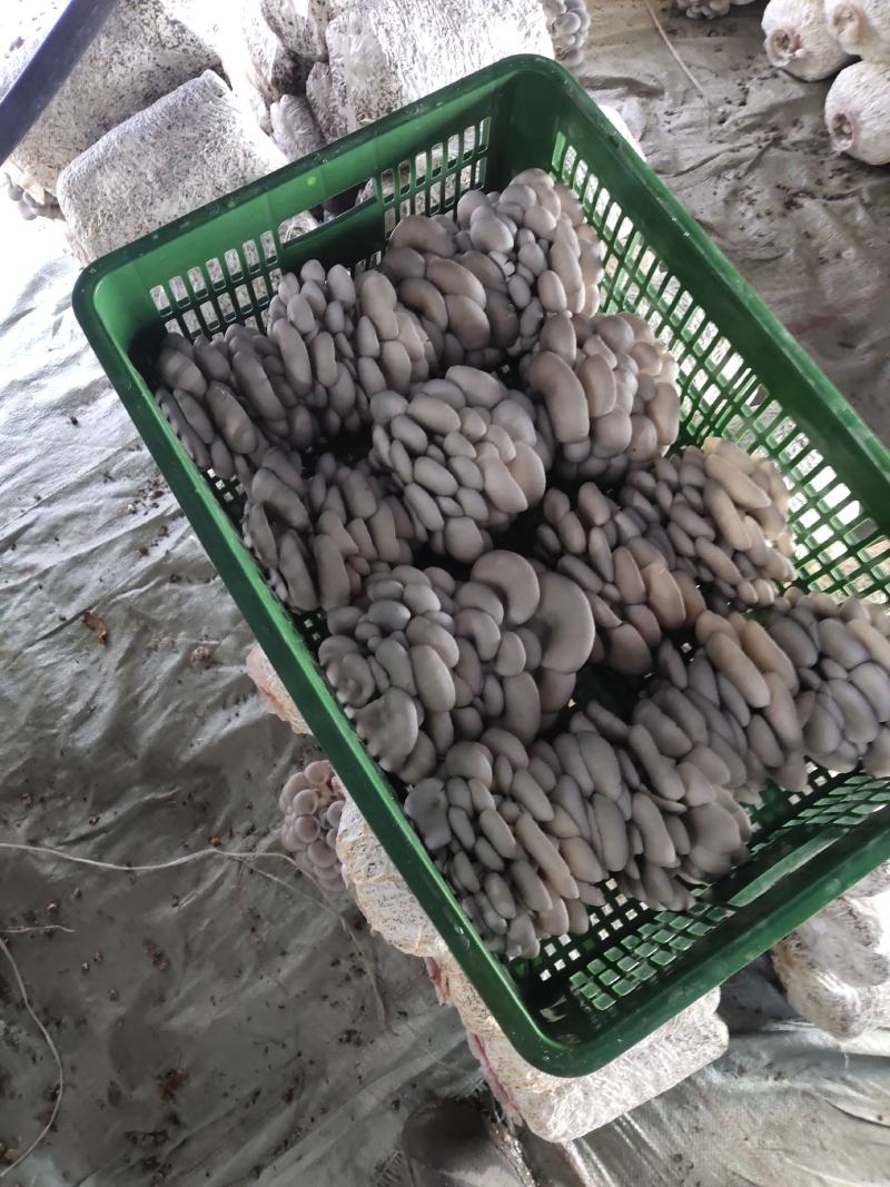 专业反季节灰平菇全国供应