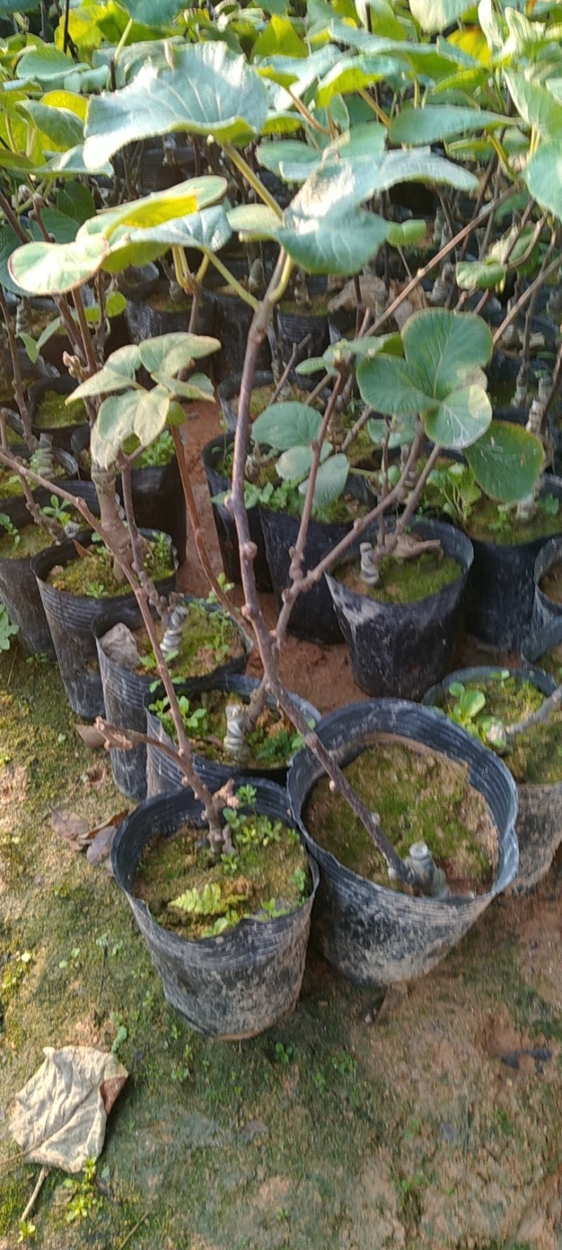 红心，黄心，绿心的猕猴桃苗，南北方都可以种植