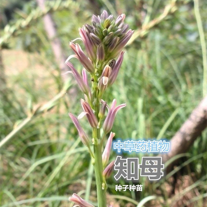 精选知母苗包种植技术上门指导经济效益高量大价优现苗