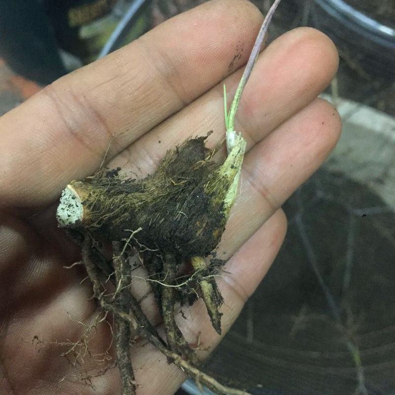 精选知母苗包种植技术上门指导经济效益高量大价优现苗