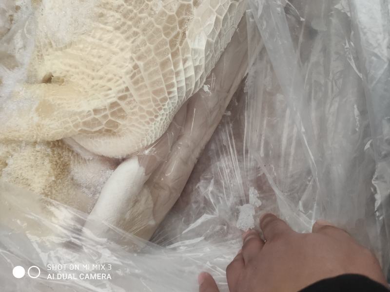半成品牛肚干净无油质量很好