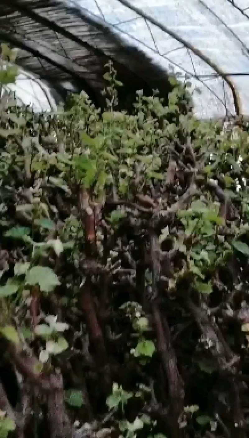 南北方均可生长，带营养盆成活率高，品种齐全葡萄树