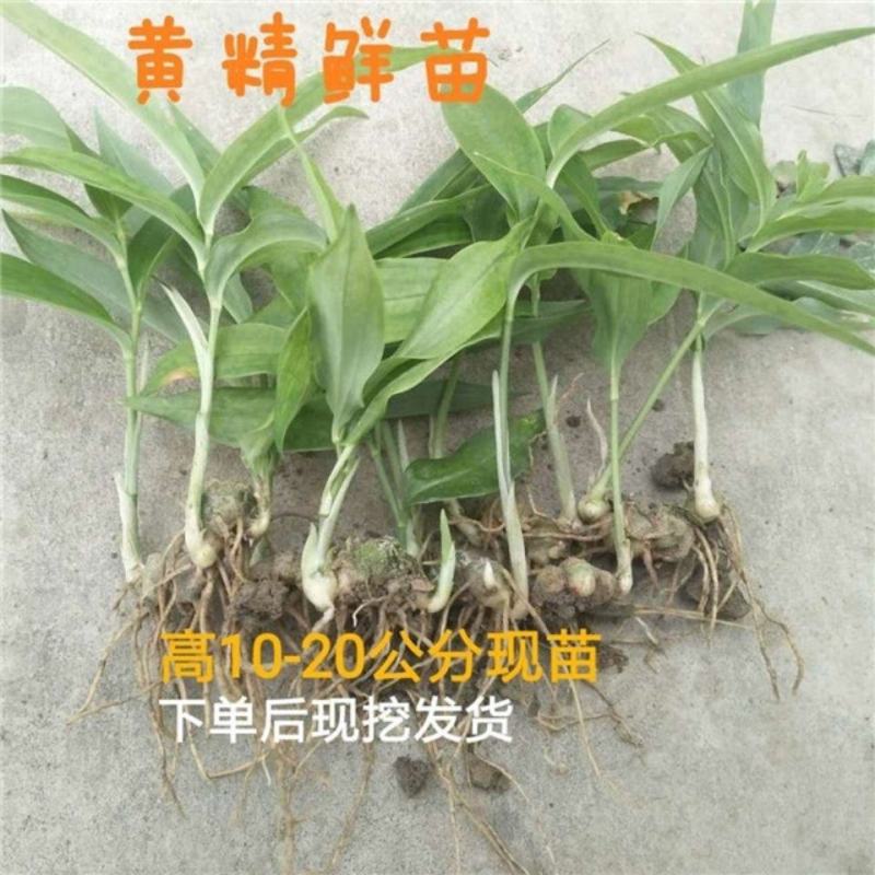 黄精苗规格齐全正规企业育苗可签合同发票包成活技术指导