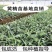黄精苗规格齐全正规企业育苗可签合同发票包成活技术指导