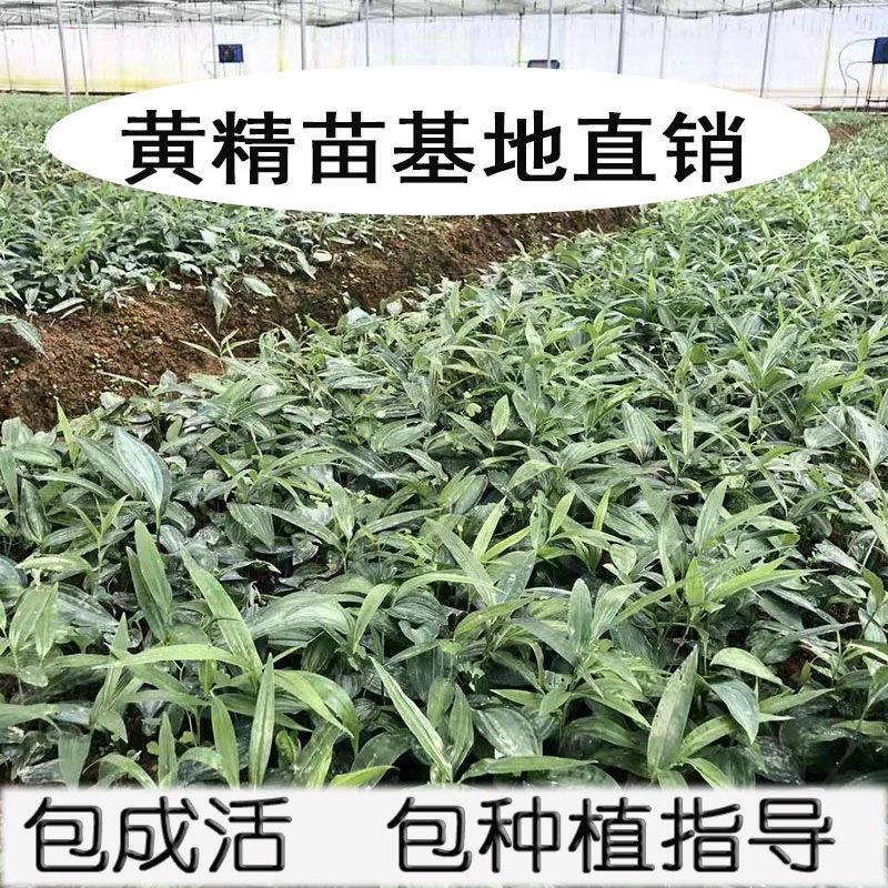 黄精苗规格齐全正规企业育苗可签合同发票包成活技术指导