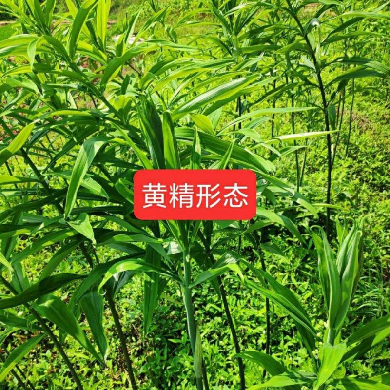 黄精苗规格齐全正规企业育苗可签合同发票包成活技术指导