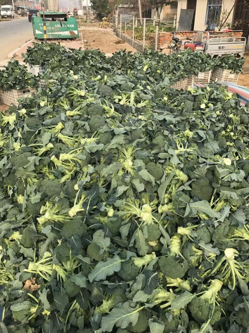山东莒县万亩西兰花产地，耐寒西兰花，花球圆，小米粒