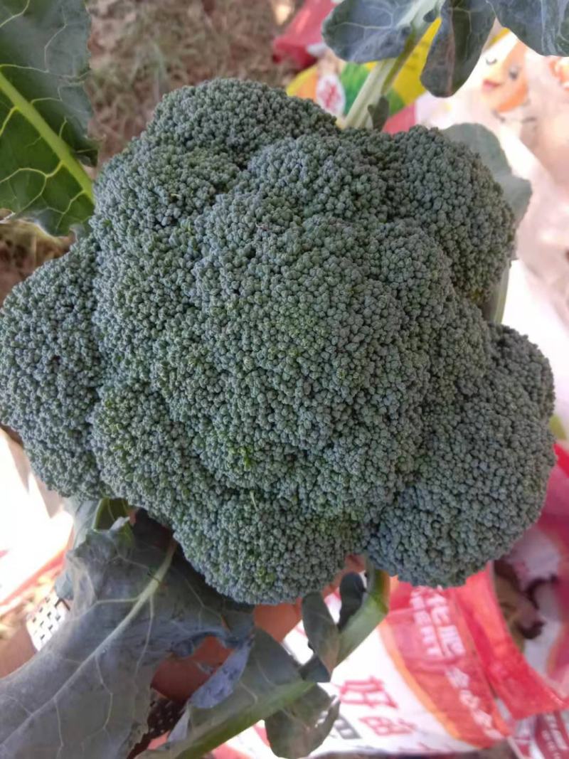 山东莒县万亩西兰花产地，耐寒西兰花，花球圆，小米粒