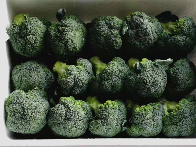 【西兰花】精品优秀西兰花大量上市花球绿小米粒
