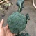 【西兰花】精品优秀西兰花大量上市花球绿小米粒