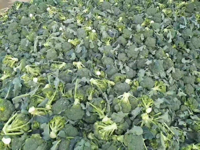 【西兰花】精品优秀西兰花大量上市花球绿小米粒