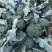 【西兰花】精品优秀西兰花大量上市花球绿小米粒
