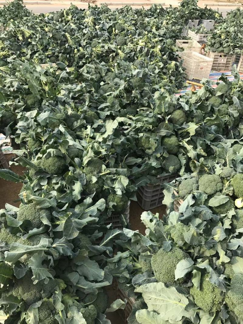 【西兰花】精品优秀西兰花大量上市花球绿小米粒