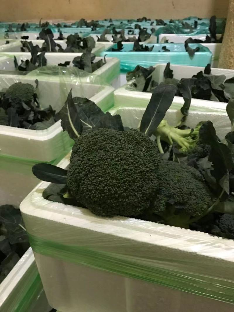 【西兰花】精品优秀西兰花大量上市花球绿小米粒