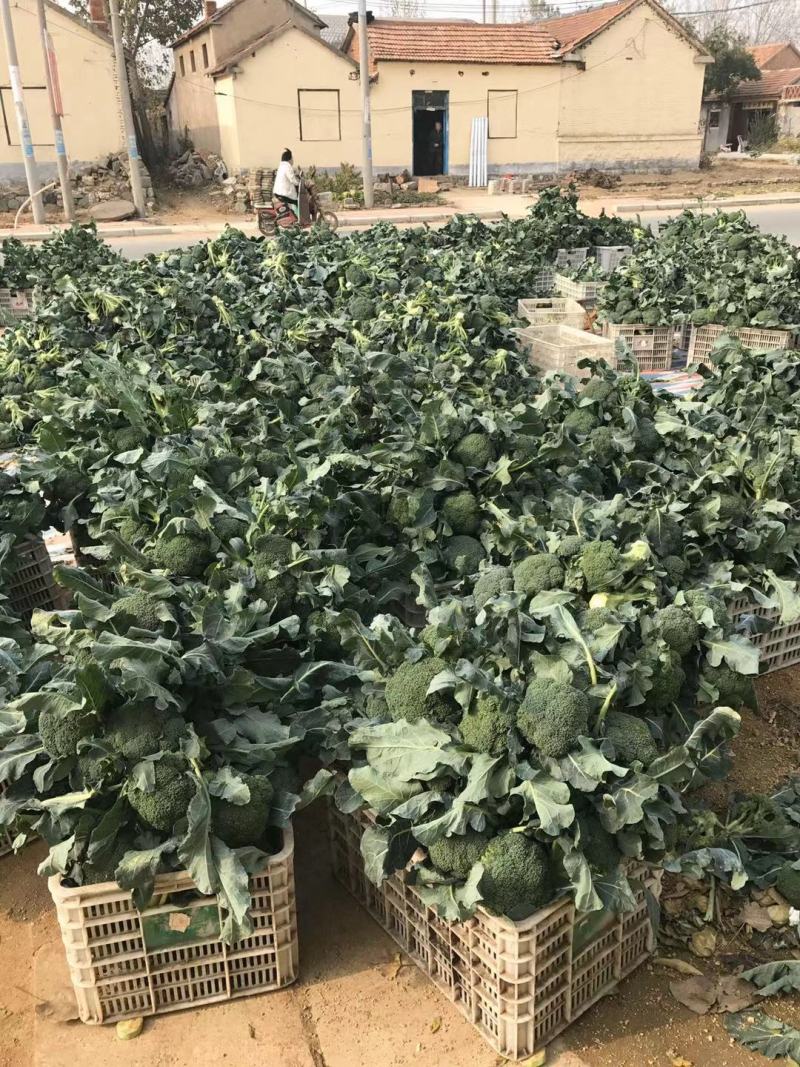 【西兰花】精品优秀西兰花大量上市花球绿小米粒
