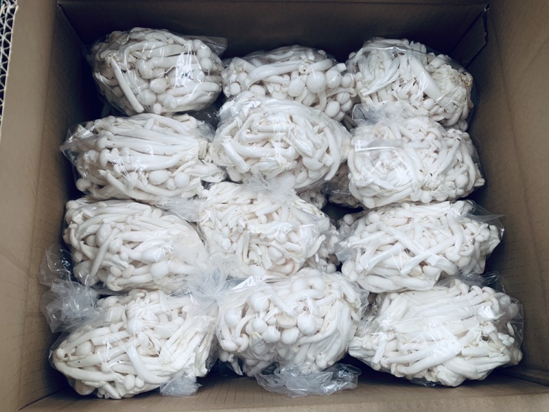散装白玉菇，半斤小包装，一手货源