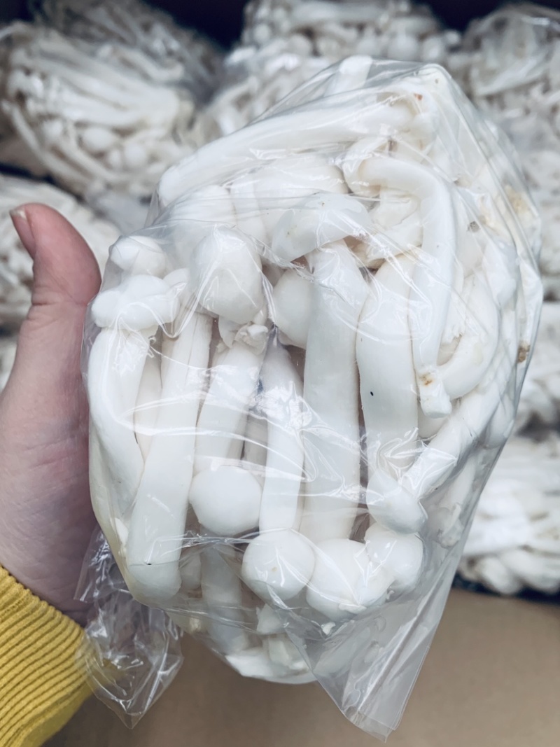散装白玉菇，半斤小包装，一手货源