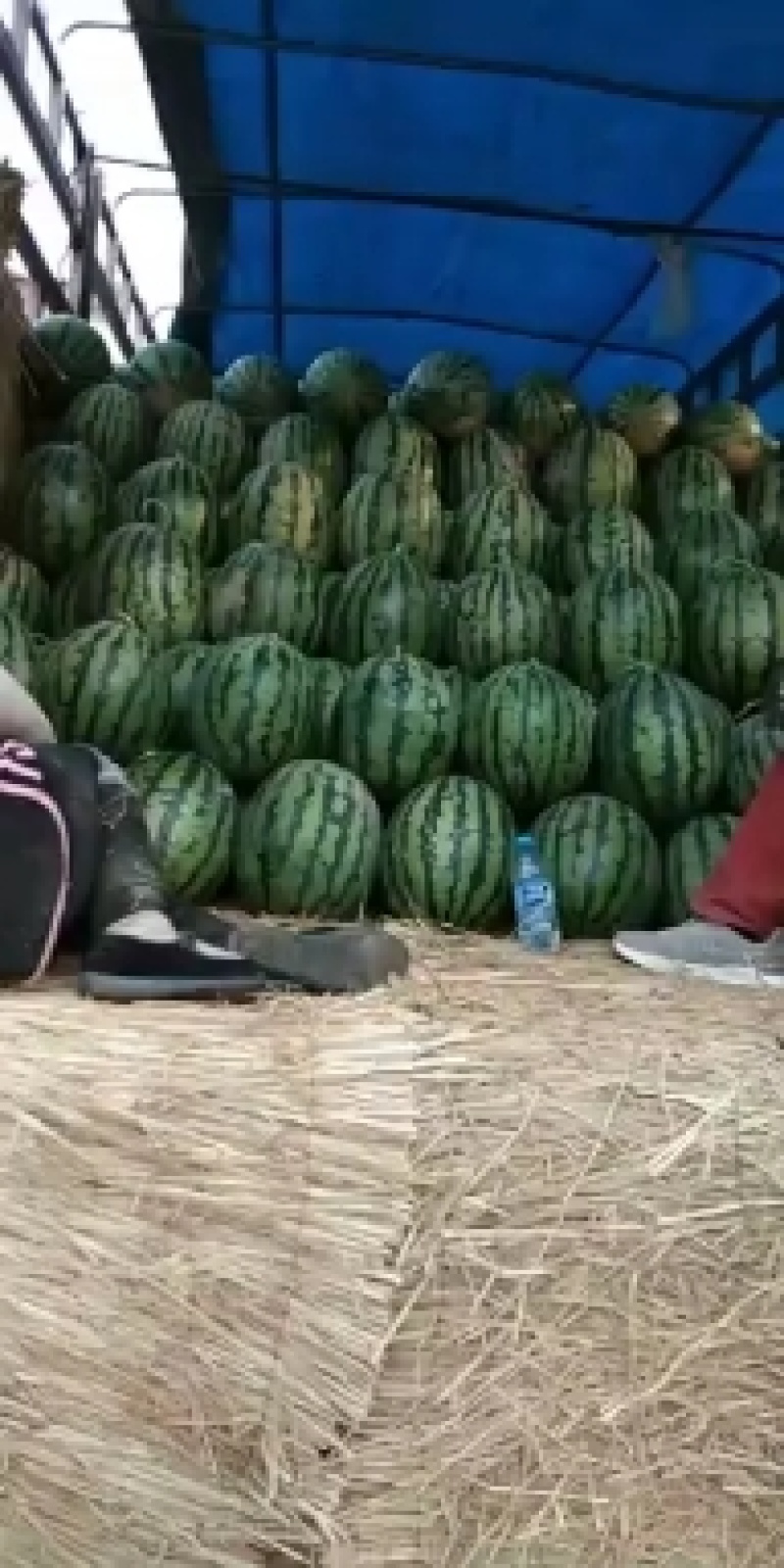 砀山县，甜王西瓜，大量上市了，货源充足，欢迎新老客户前来