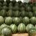 砀山县，甜王西瓜，大量上市了，货源充足，欢迎新老客户前来