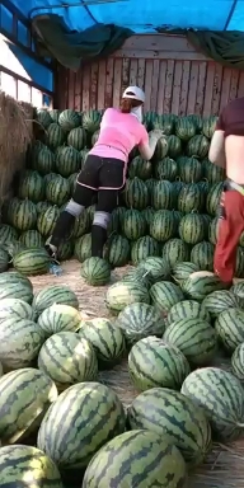 砀山县，甜王西瓜，大量上市了，货源充足，欢迎新老客户前来
