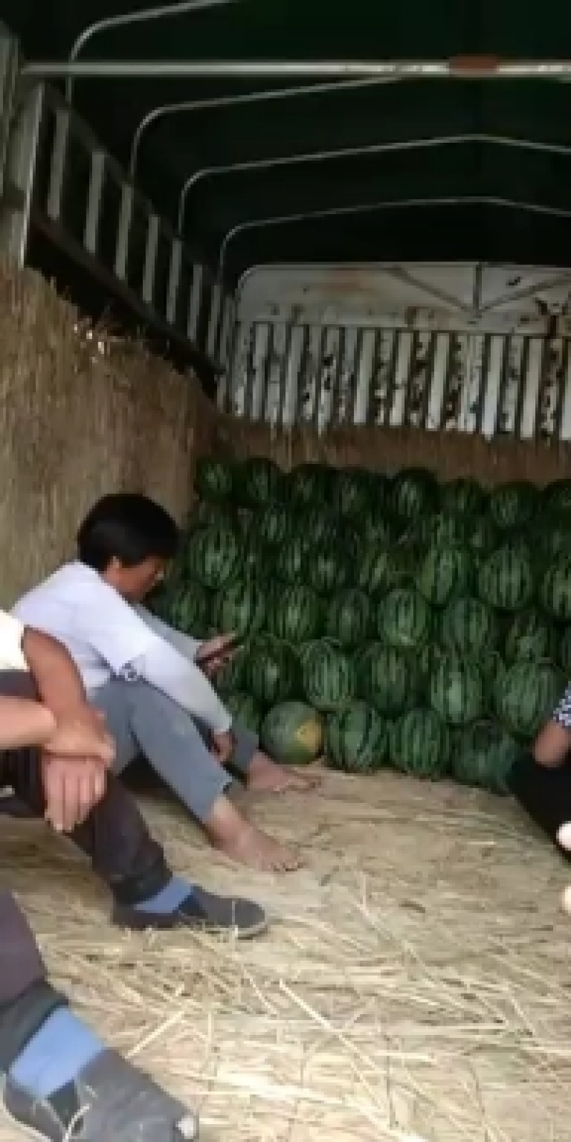 砀山县，甜王西瓜，大量上市了，货源充足，欢迎新老客户前来