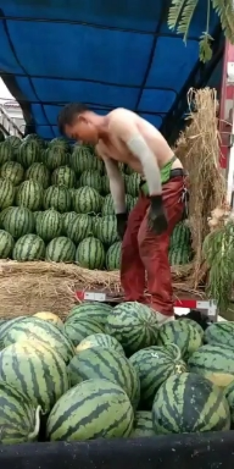 砀山县，甜王西瓜，大量上市了，货源充足，欢迎新老客户前来