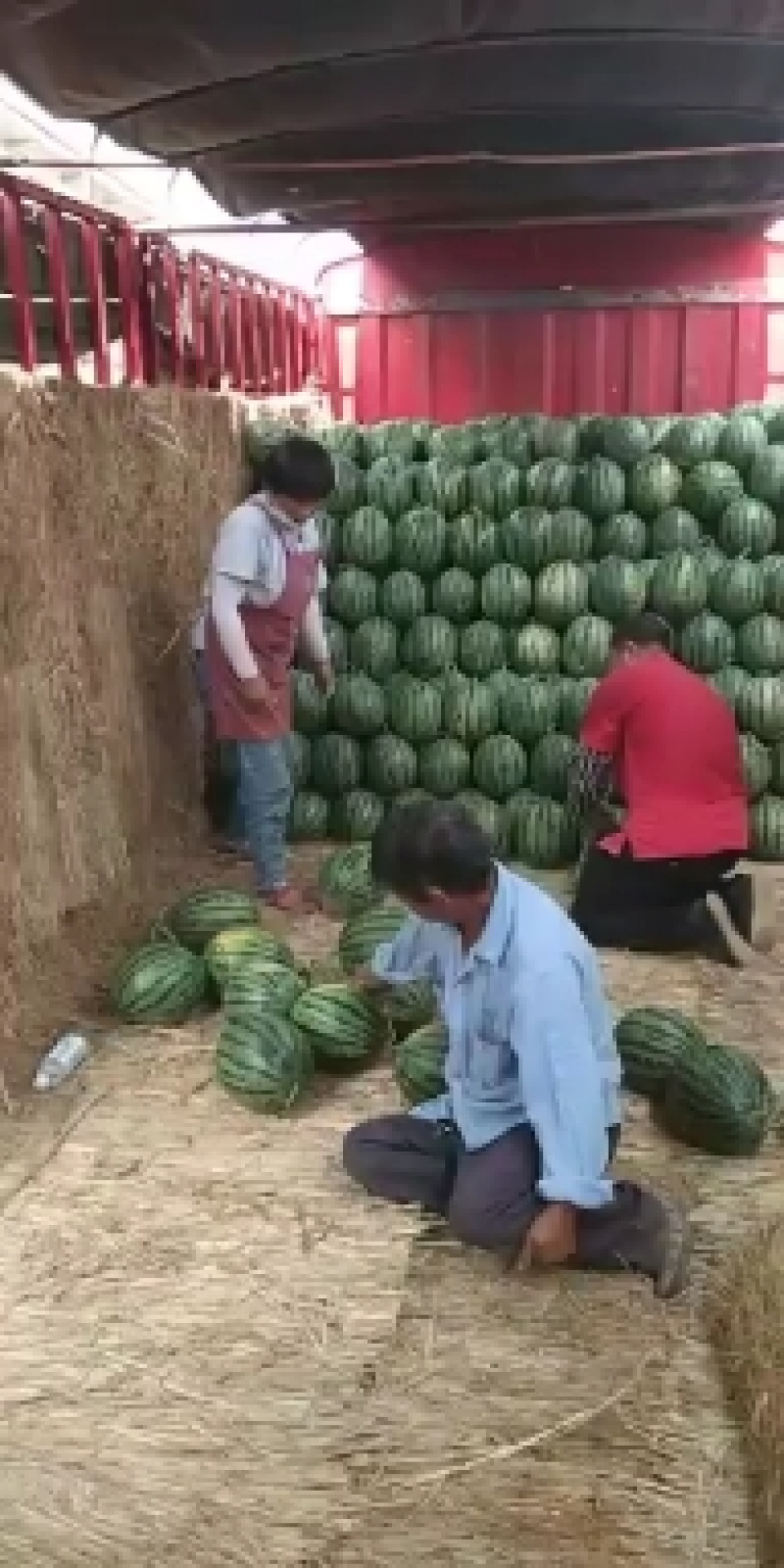 砀山县，甜王西瓜，大量上市了，货源充足，欢迎新老客户前来