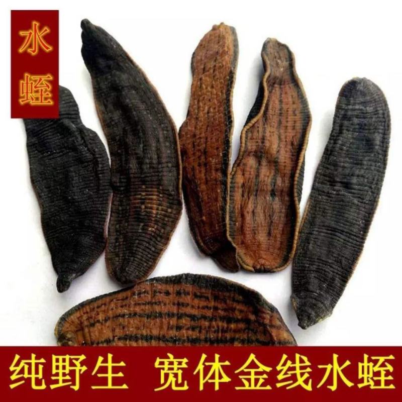 宽体水蛭淡盐水大个头水蛭产地货源质量很好