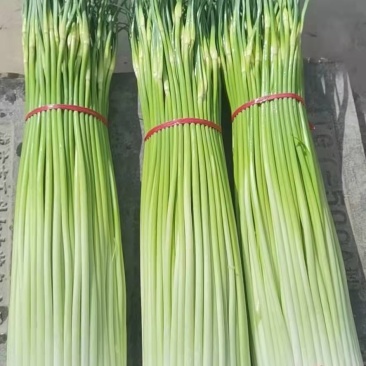 白帽蒜苔代收诚信第一