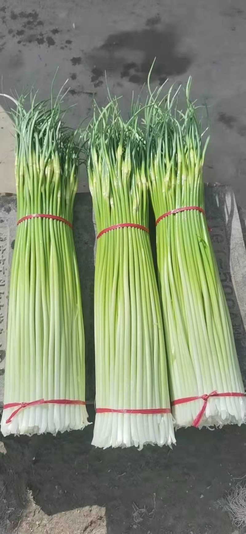 白帽蒜苔代收诚信第一