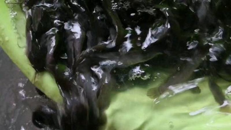 埃及鱼苗无病无伤易养快大苗，提供技术指导，欢迎订购。