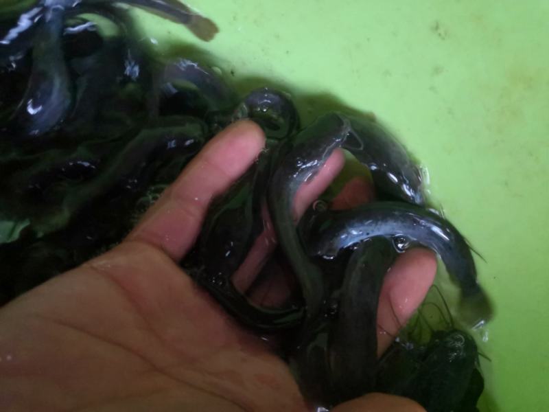 埃及鱼苗无病无伤易养快大苗，提供技术指导，欢迎订购。