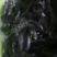 埃及鱼苗无病无伤易养快大苗，提供技术指导，欢迎订购。