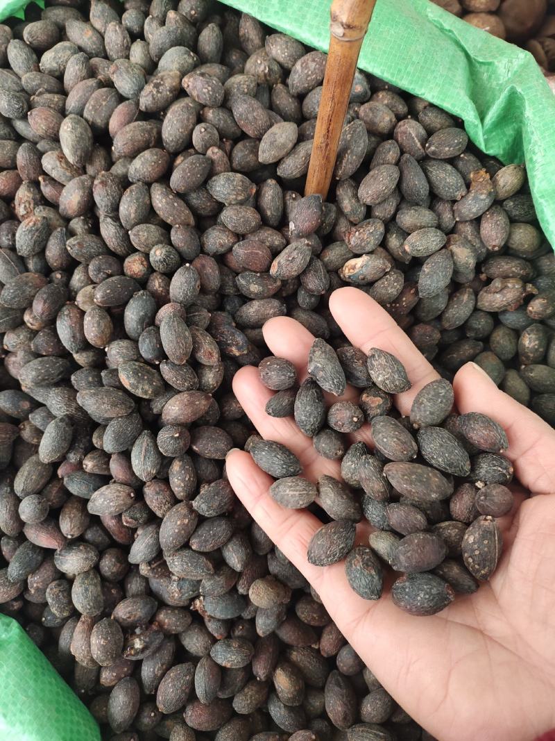 野生葵扇子干货新货葵树子肉质好，货源充足