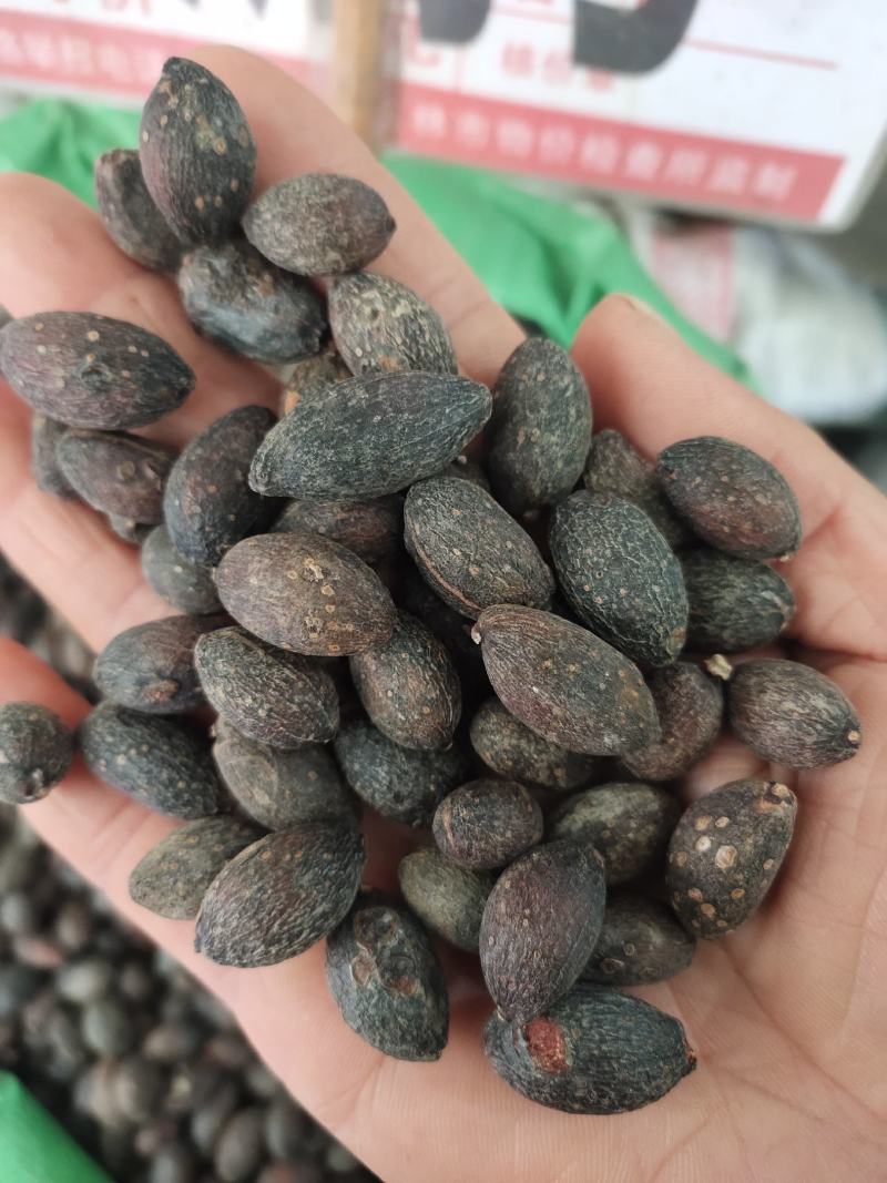 野生葵扇子干货新货葵树子肉质好，货源充足