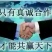 秋月梨，大量出售，想合作的伙伴，联系！欢迎朋友品尝。