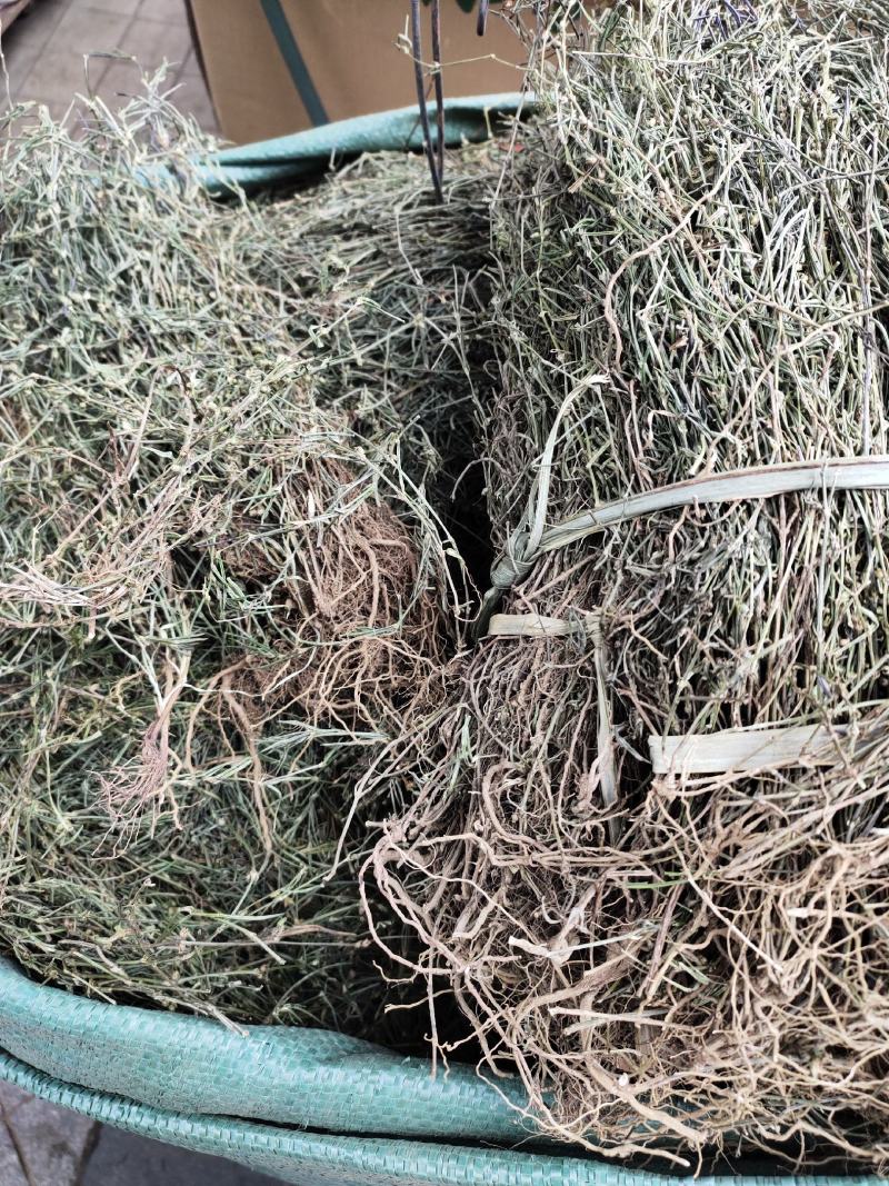 新货蛇舌草整株白花蛇舌草颜色青绿货源充足