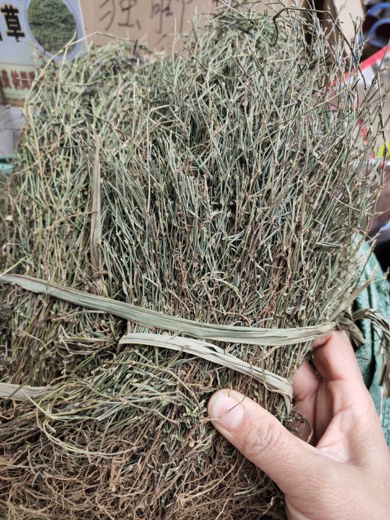 新货蛇舌草整株白花蛇舌草颜色青绿货源充足