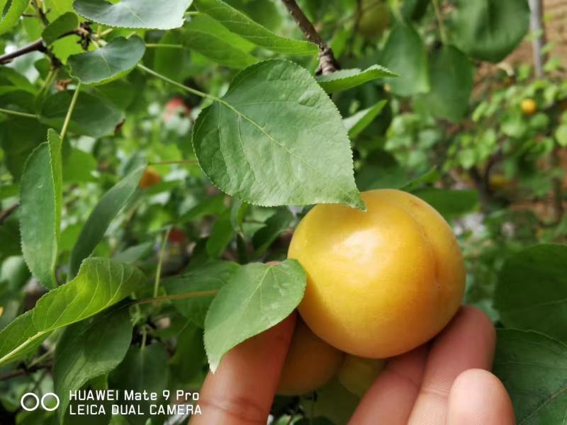 金太阳杏，来的客户联系，诚信合作