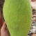 大金煌芒果便宜卖包邮