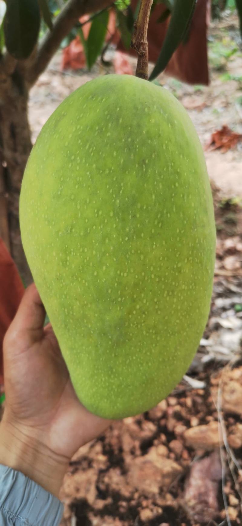 大金煌芒果便宜卖包邮