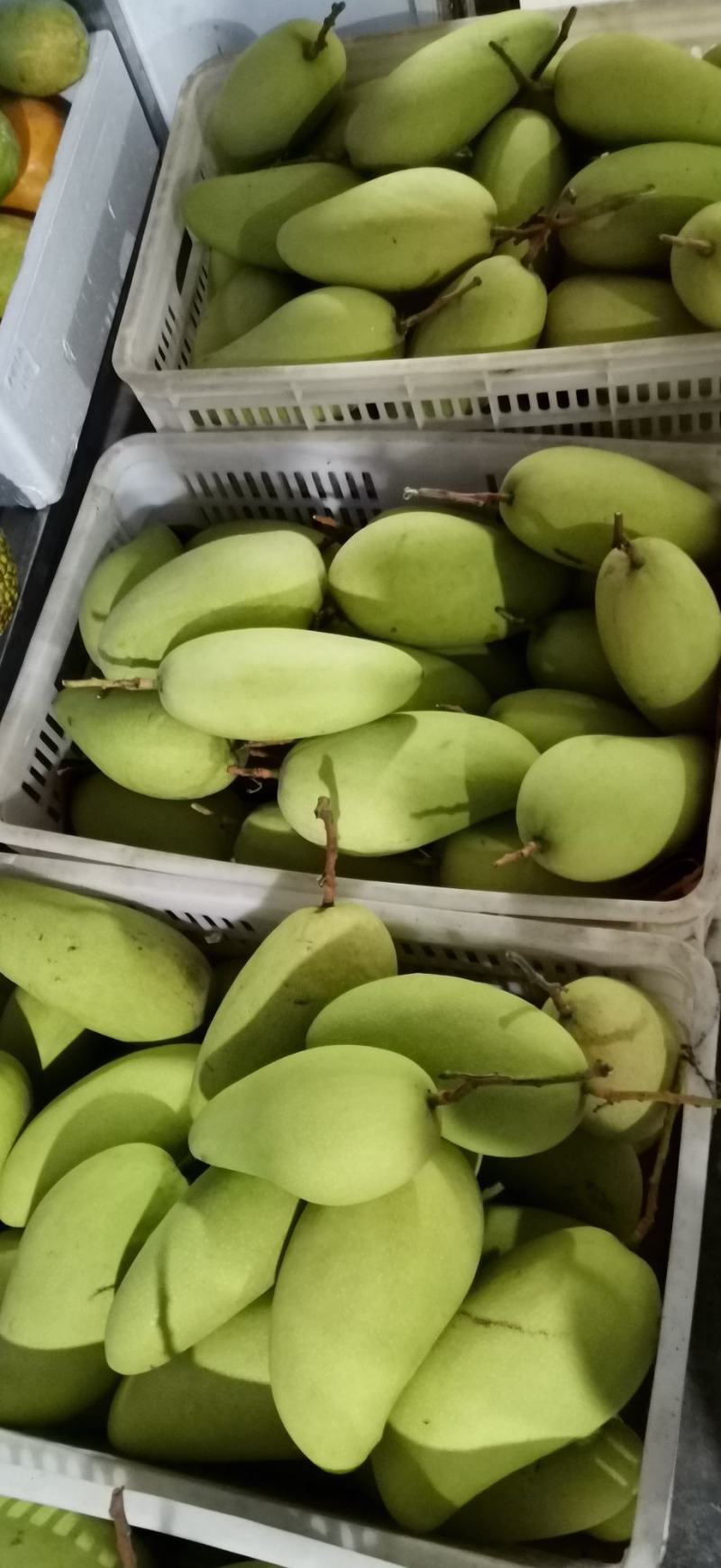 大金煌芒果便宜卖包邮
