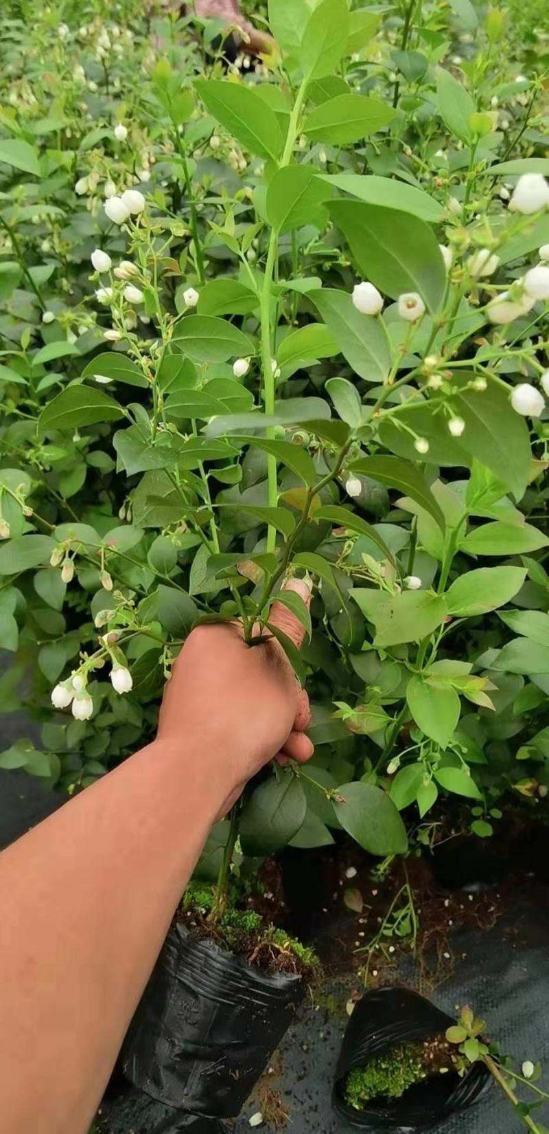 蓝莓果苗营养杯苗高产量阳台楼顶庭院盆栽地栽都可以